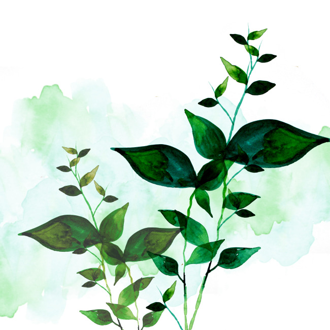 水彩叶子植物图片