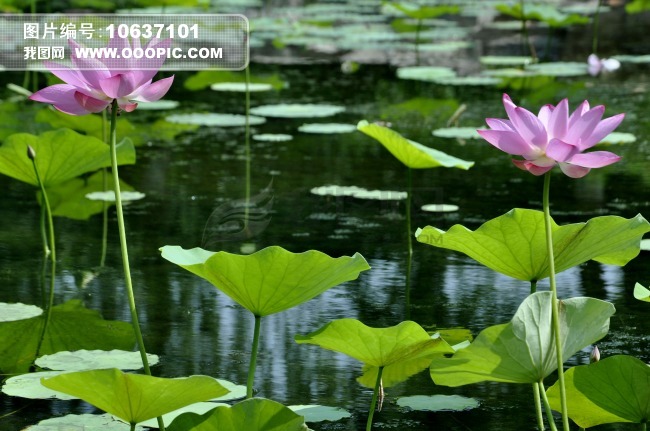 <em>姊妹花</em>图片素材(图片编号:10637101)_<em>植物</em>图片