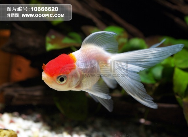 小鱼+鱼儿+海底世界图片素材(图片编号:)