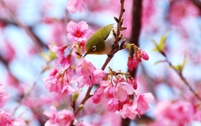 春天樱花 桃花 鸟自然风景