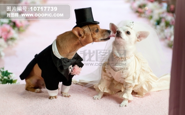 狗狗的婚礼图片素材(图片编号:10717739)_节日