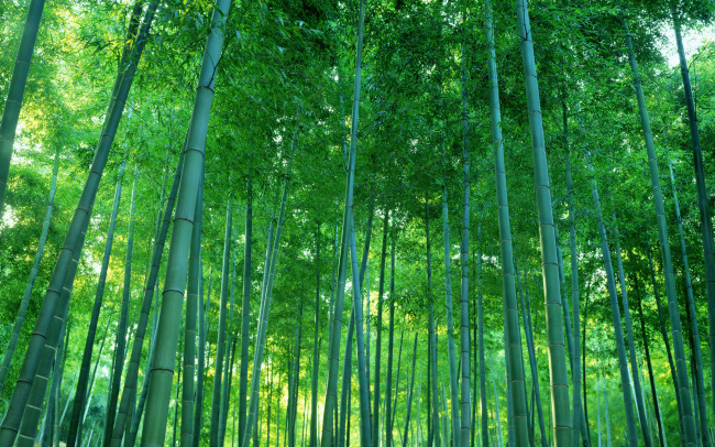 竹林竹子 乡野风光图片下载 竹林竹子植物 绿色生态 环境保护 自然