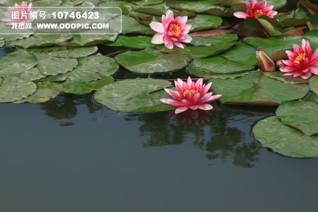  鲜花   睡美人 图片素材(图片编号:10746423)_植