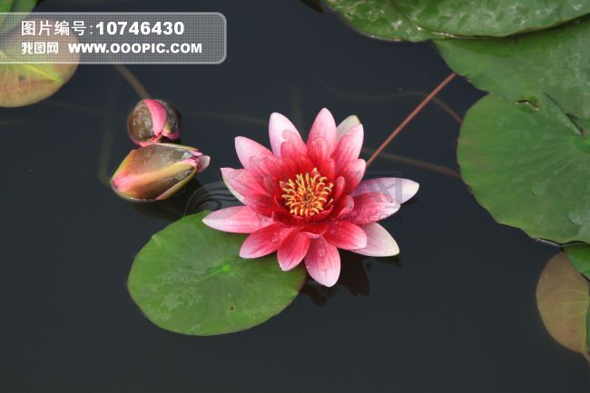  鲜花   睡美人 图片素材(图片编号:10746430)_植