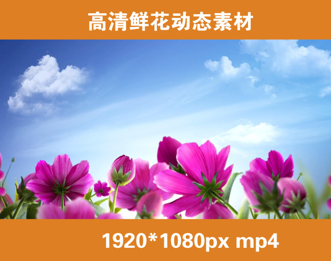 高清鲜花摆动素材mp4格式模板下载(图片编号