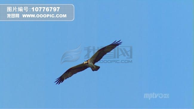 老鹰在蓝天中飞翔的实拍视频素材图片素材(图