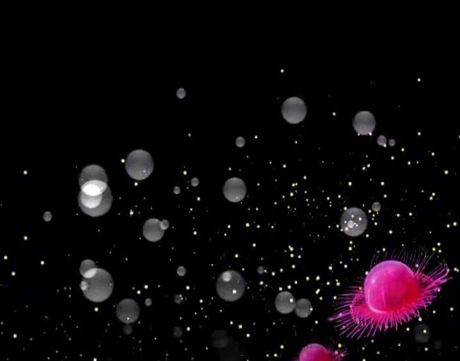 动态气泡水母海底世界视频素材模板下载(图片