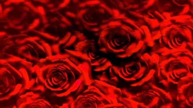徜徉花海满屏玫瑰色彩变幻动态超高清视频