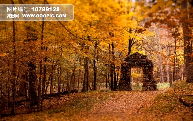 秋天森林风景图片下载图片素材(图片编号:107