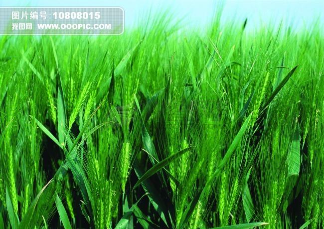 创意图片_我图网,卖设计稿赚钱.www.ooopic.c