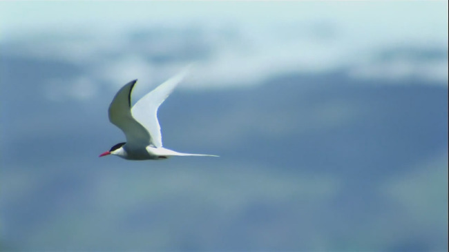 鸟儿飞翔觅食抚育小鸟LED大屏幕高清视频模板
