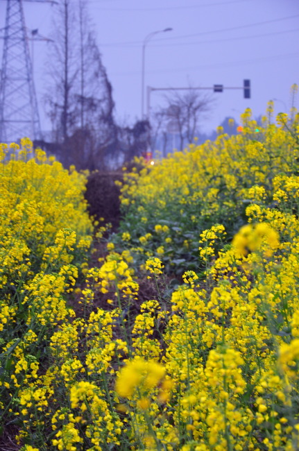 油菜花之恋1