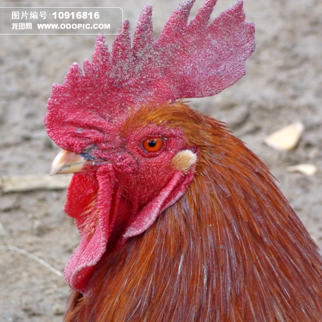 大公鸡 鸡头 鸡冠图片素材(图片编号:10916816