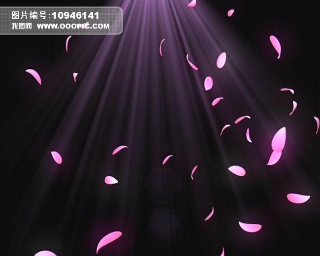 动态素材+飘落花瓣