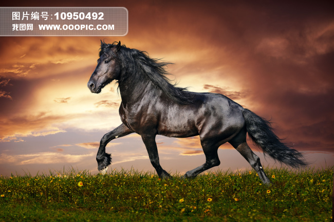 奔马 骏马模板下载(图片编号:10950492)__生物