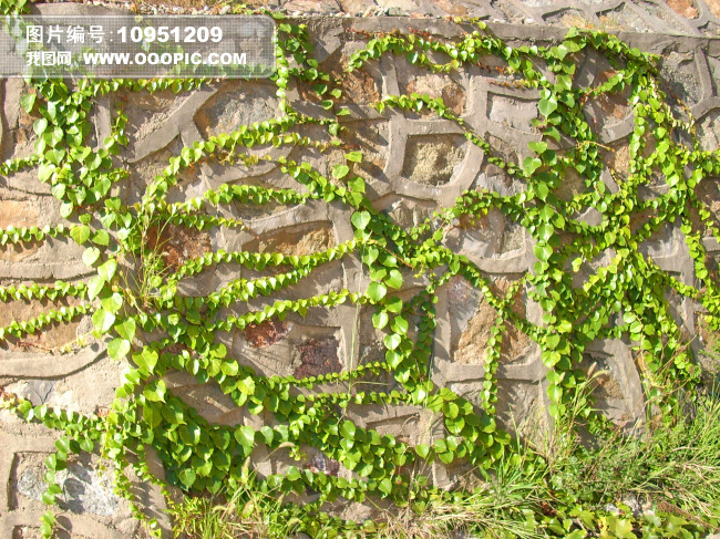 攀援的爬山虎模板下载(图片编号:10951209)__背景图片_我图网www.ooopic.com