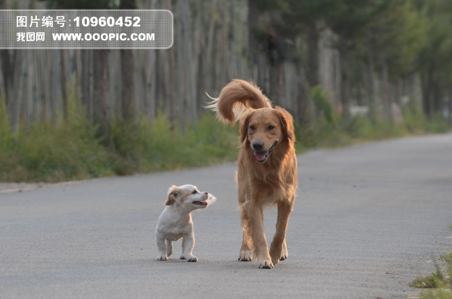 长大后我就成了你图片素材(图片编号:1096045