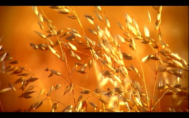 秋天景色视频模板下载(图片编号:10961195)_实拍视频素材_视频素材|AE模版|片头片尾_我图网weili.ooopic.com