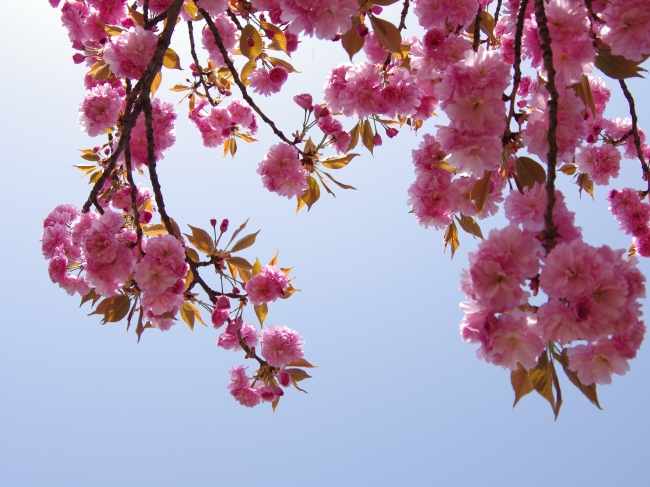 樱花 樱花 粉红 蓝天 漂亮 绽放 花卉 樱桃树 樱桃花 桂枝 背景