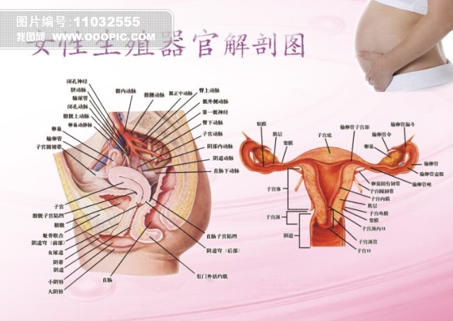<em>女性生殖器官</em>解剖图模板下载(<em>图片</em>编号:11032