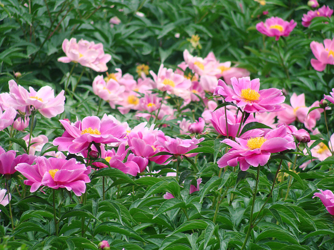 美丽的芍药图片下载 芍药 美丽的芍药 红花 鲜花 红花绿叶