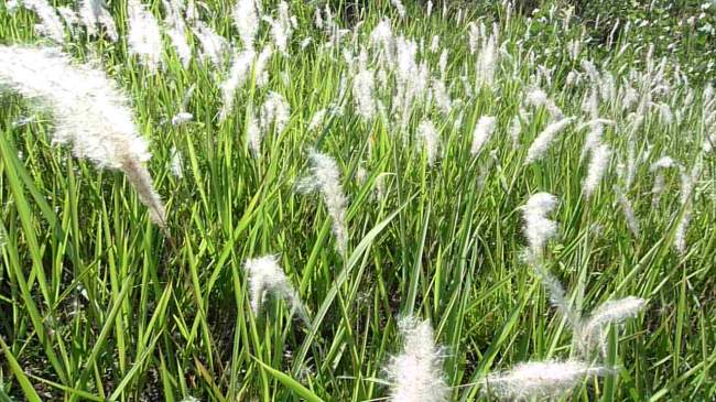 芦苇花高清视频