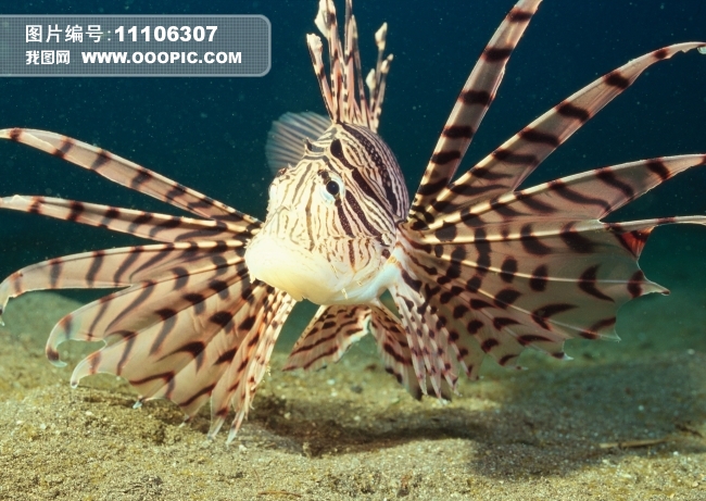 世界海洋水产图谱分享_世界海洋水产图谱图片