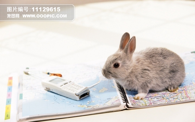 可爱兔子宠物图片素材(图片编号:11129615)_动物图片库_动物植物图库