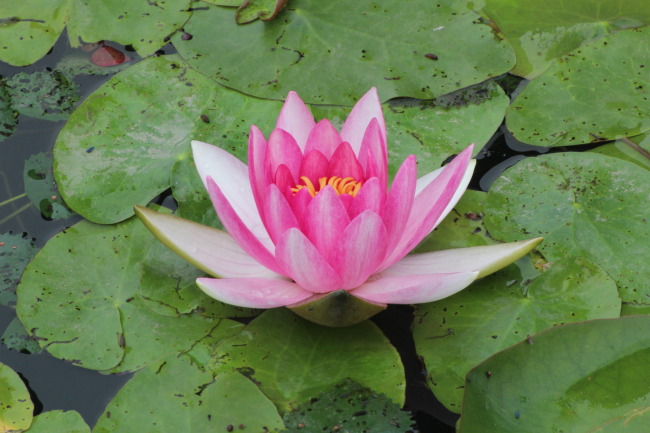 莲花美色模板下载 莲花美色图片下载 植物 花卉 莲花 睡莲 摄影