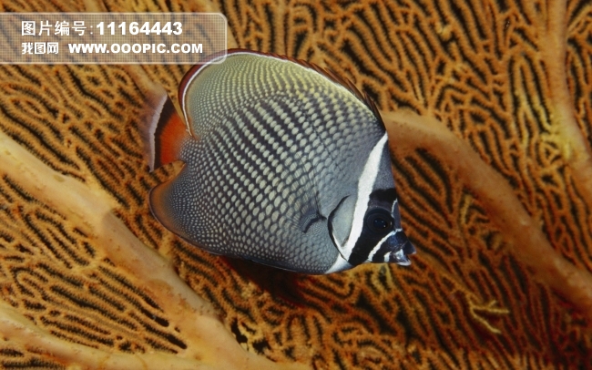 <em>海底生物</em>鱼类黑白斑纹鱼模板下载(<em>图片</em>编号:1