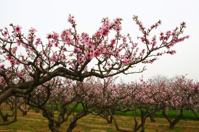 桃花桃树