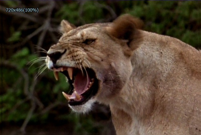 狮子怒吼动物世界实拍视频素材模板下载(图片