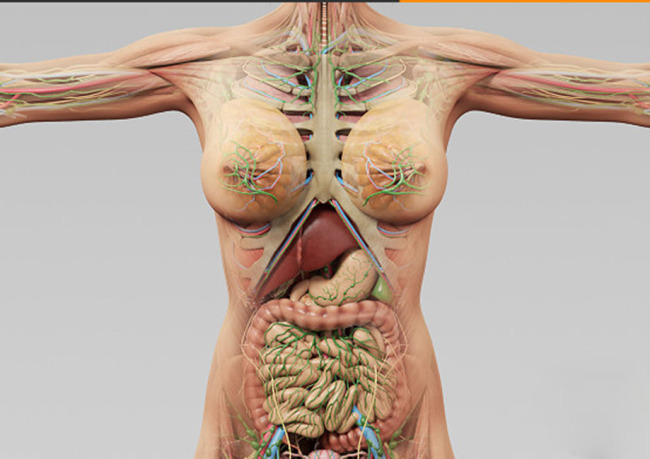 医学女性人体器官3D模型