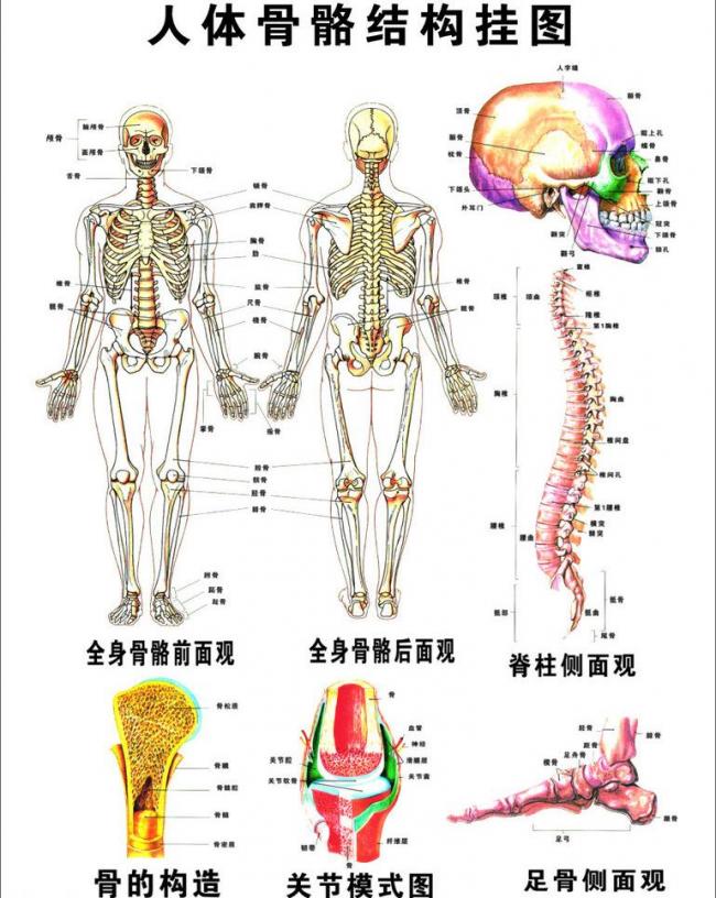 人体骨骼结构图图片模板下载(图片编号:11372