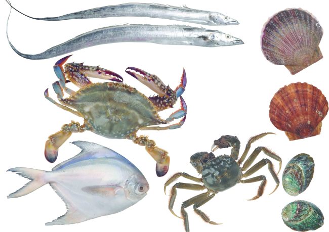 海鲜种类模板下载(图片编号:11564649)__其他