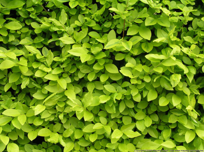 绿叶模板下载(图片编号:11729920)__风景|生活