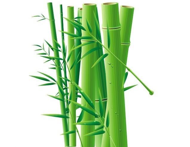 竹子<em>图片</em>模板下载(<em>图片</em>编号:11768356)_<em>我图网</em>
