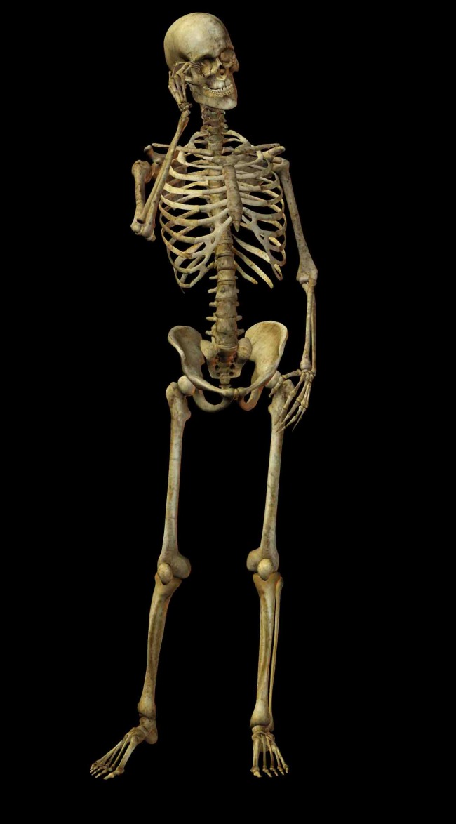 人体骨骼结构图 骷髅人图片模板下载(图片编号
