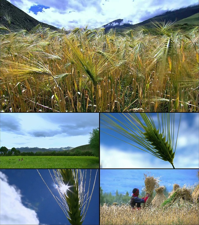 1080P青稞农作物视频素材模板下载(图片编号