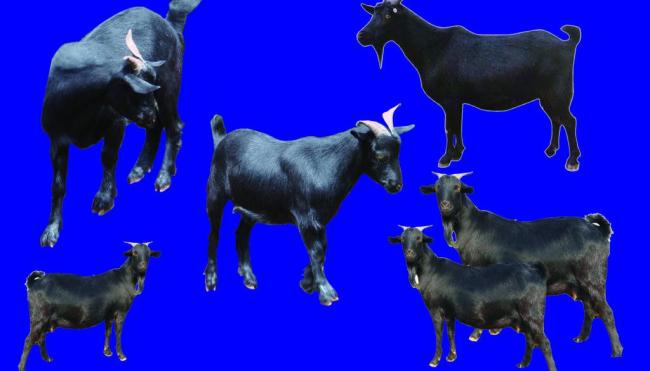 黑山羊图片模板下载(图片编号:12230680)__其