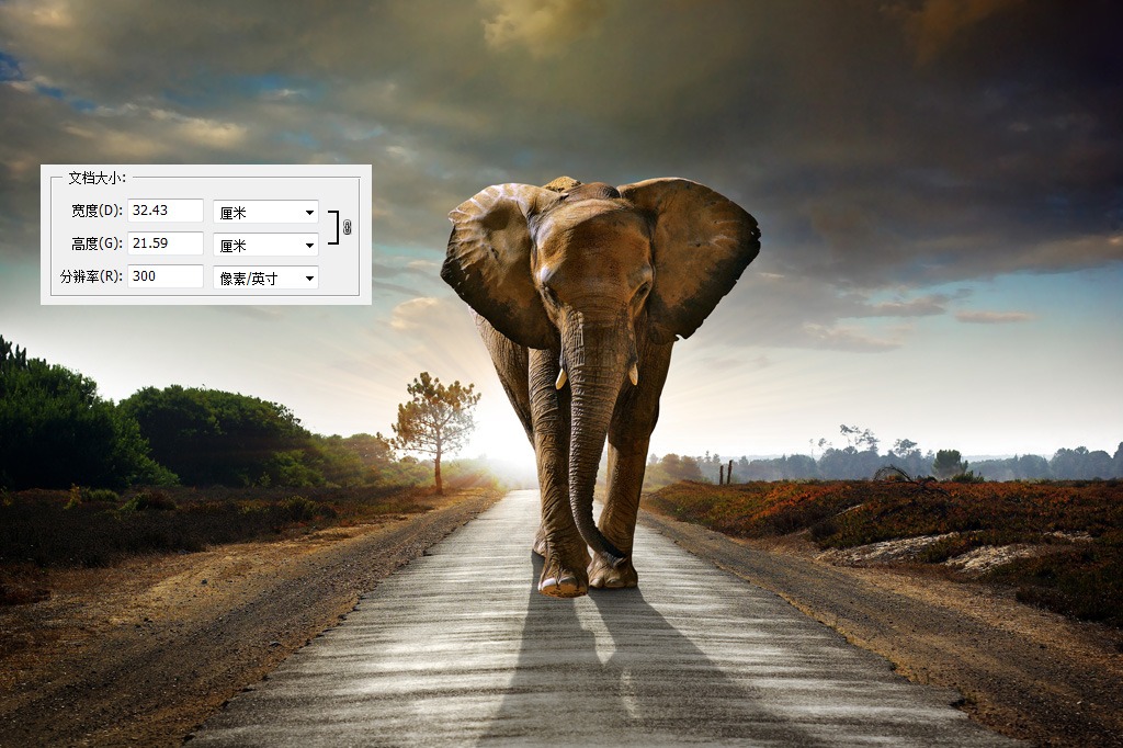 走在公路上的大象高清图片背景素材下载模板下