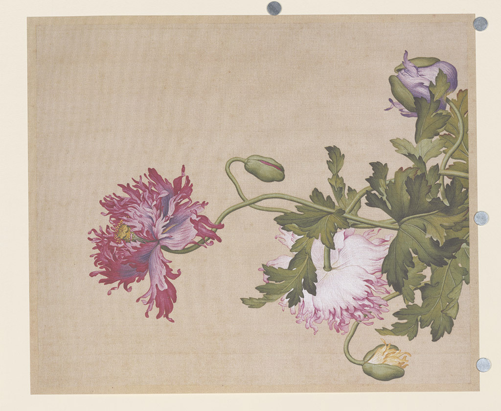 红花芦苇菊花古代花卉壁画装饰画中堂画背景模