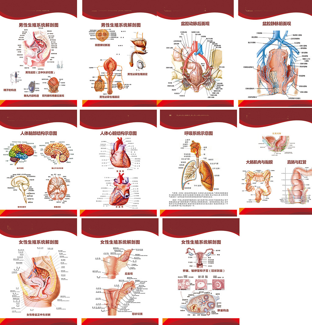 人体结构模板下载(图片编号:12471540)_医院展板设计_展板设计_我图网weili.ooopic.com