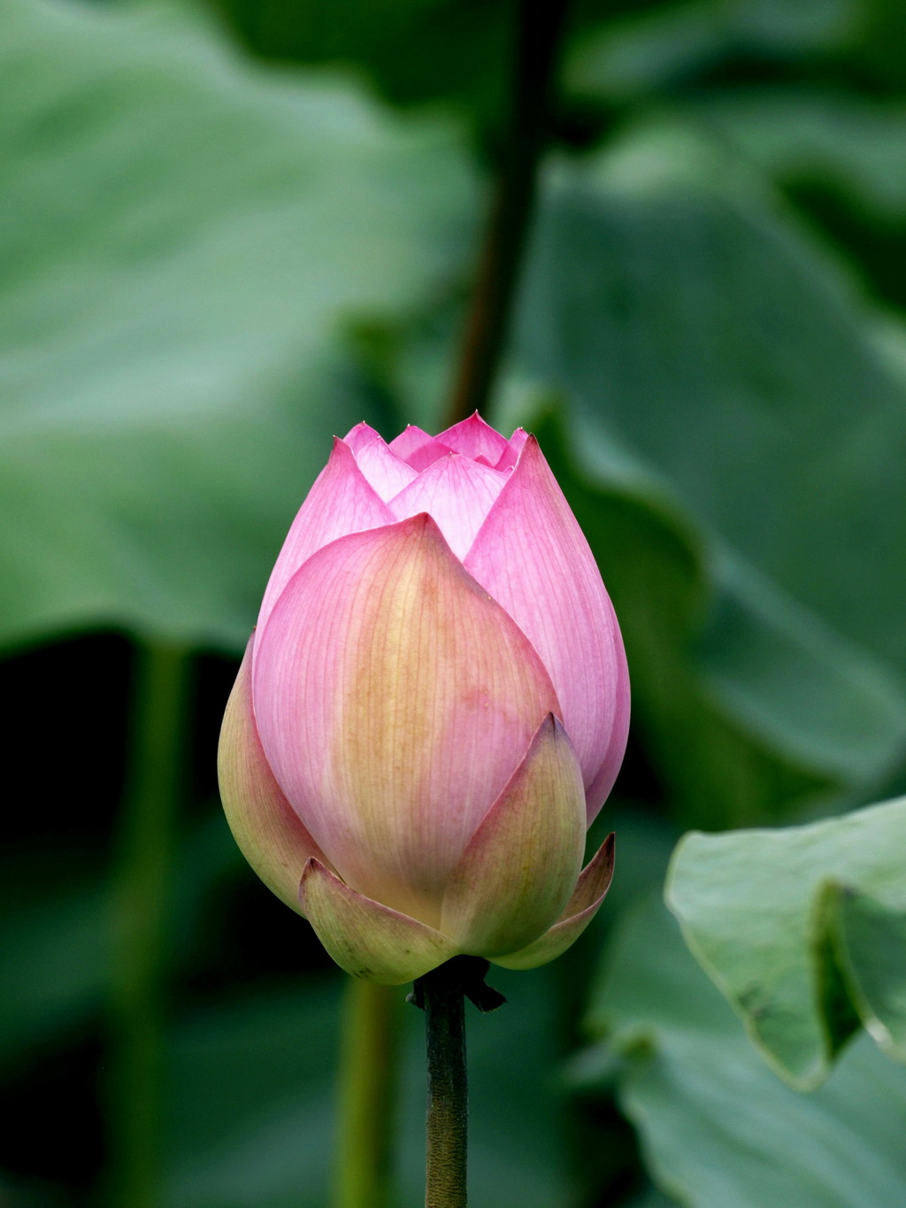 谁知道关于荷花 荷叶的成语,诗词?