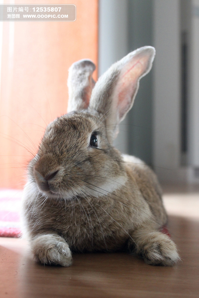 动物摄影悠闲的兔子图片素材(图片编号:12535