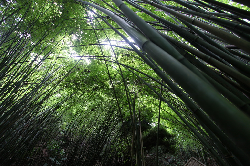 竹子竹林竹类植物竹海模板下载(图片编号:125