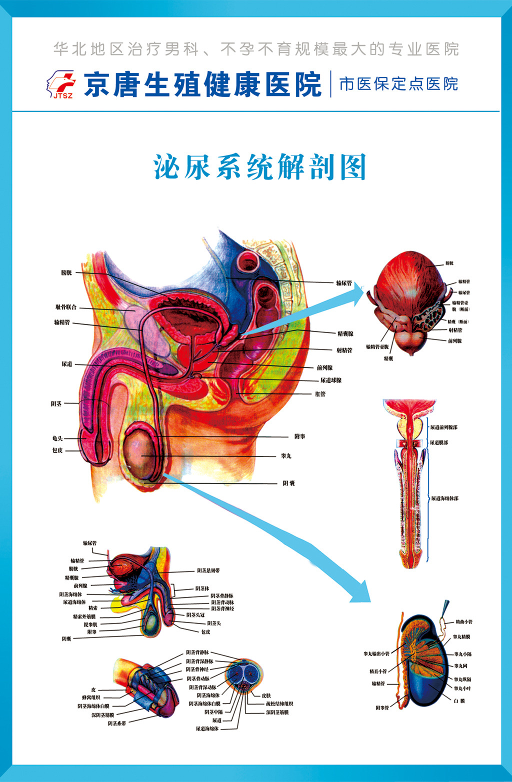 医院展板男性泌尿生殖系统概观