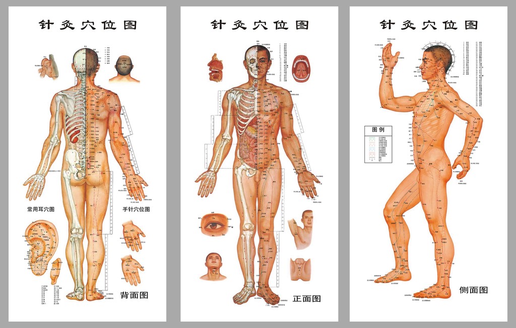 针炙穴位图图片模板下载(图片编号:12585903