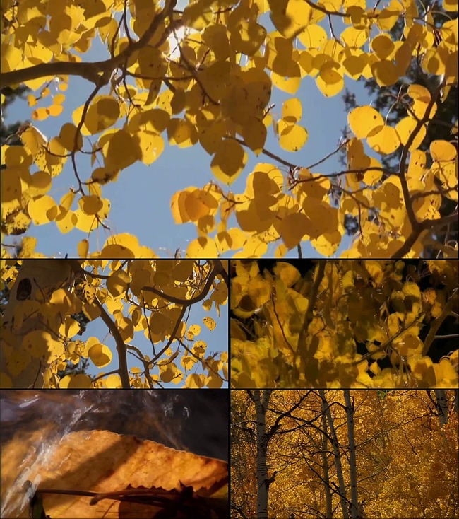 【描写秋天的树是怎样的】