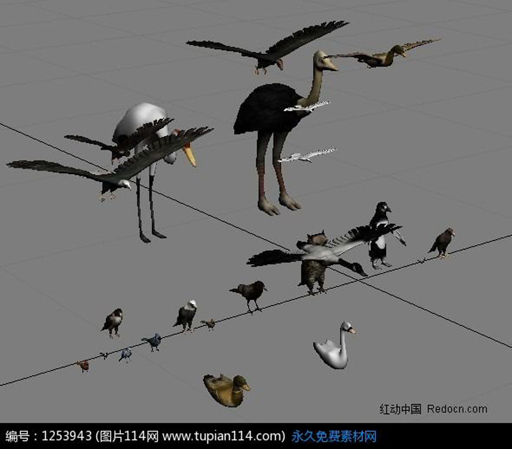 鸟类3dMax模型模板下载(图片编号:12733260)